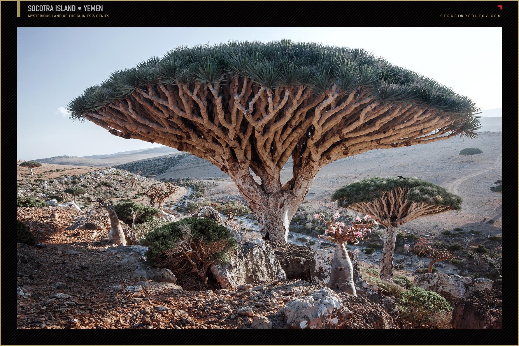 Camel Thorn Tree, Namib Desert, Deadvlei