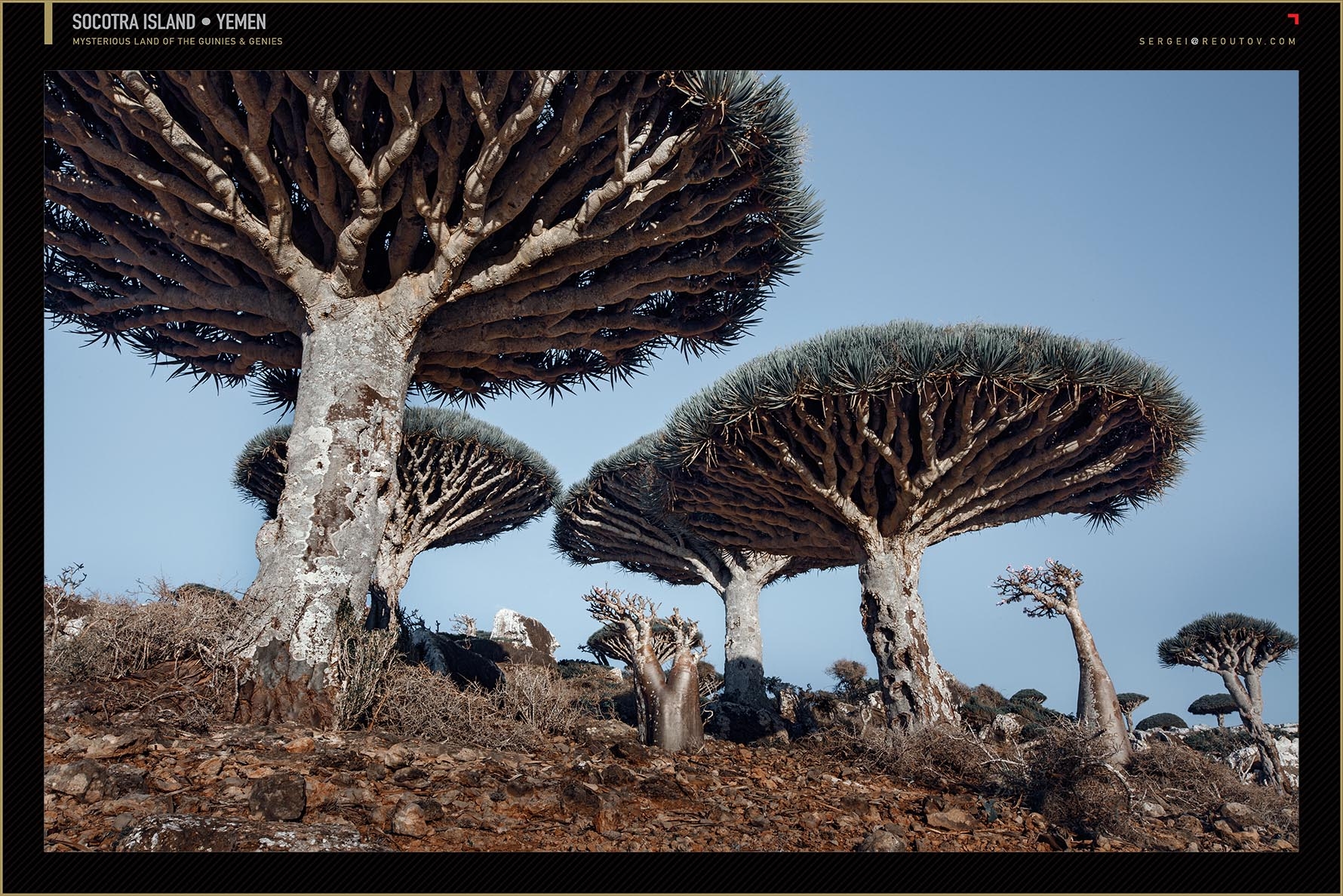 Camel Thorn Tree, Deadvlei, Namib Desert