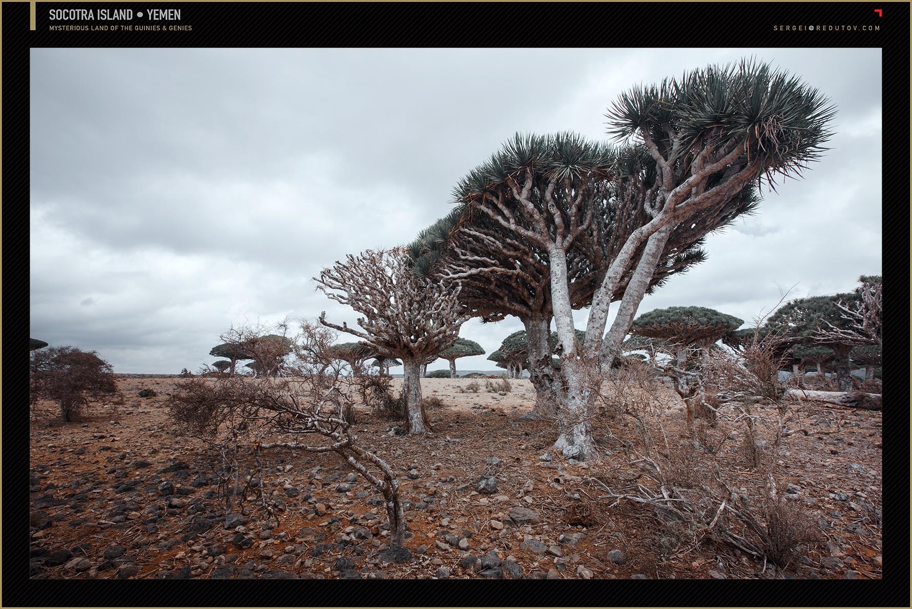 Deadvlei, Sossusvlei Region, Namibia