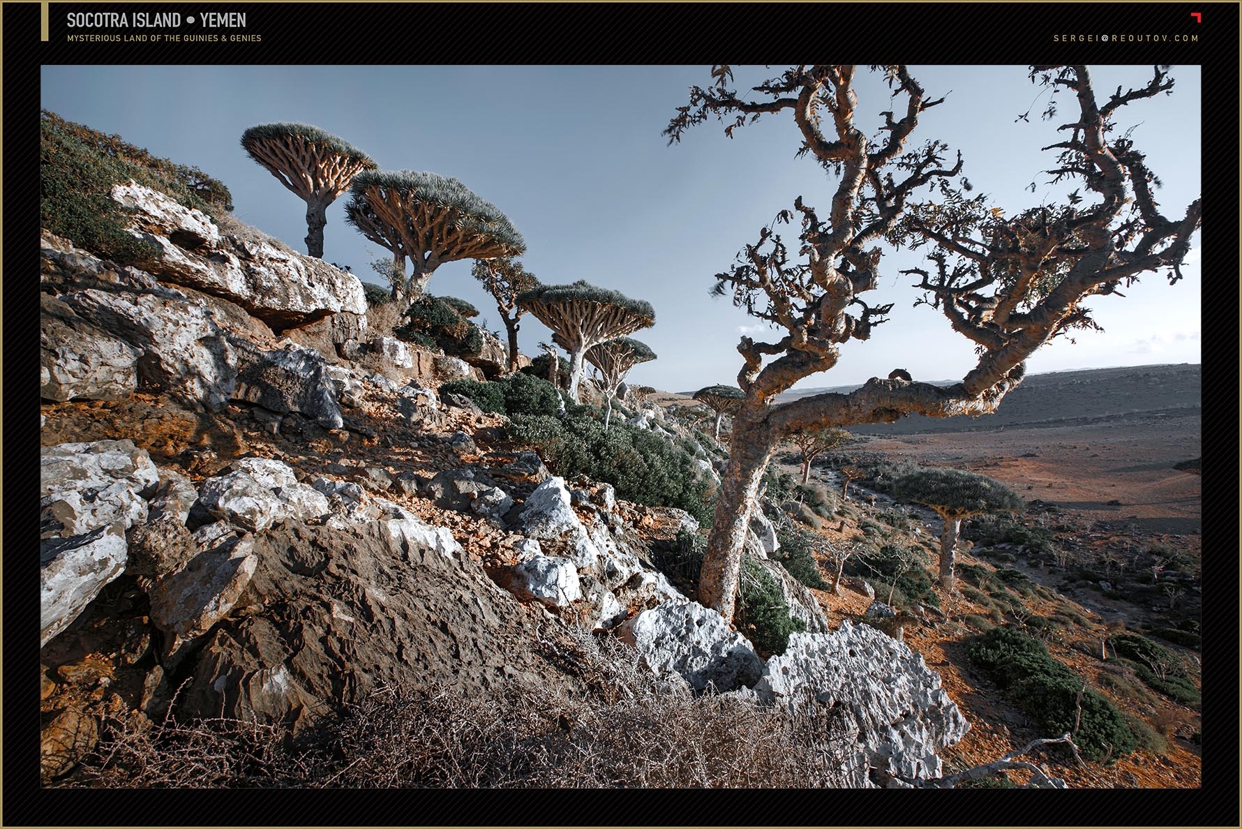 Camel Thorn Tree, Deadvlei, Namibia