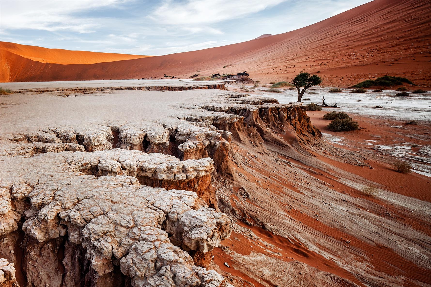 Camel Thorn Tree, Namib Desert, Deadvlei