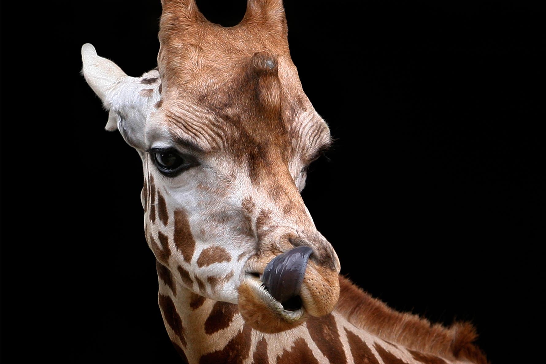 Giraffe in Etosha National Park, Namibia