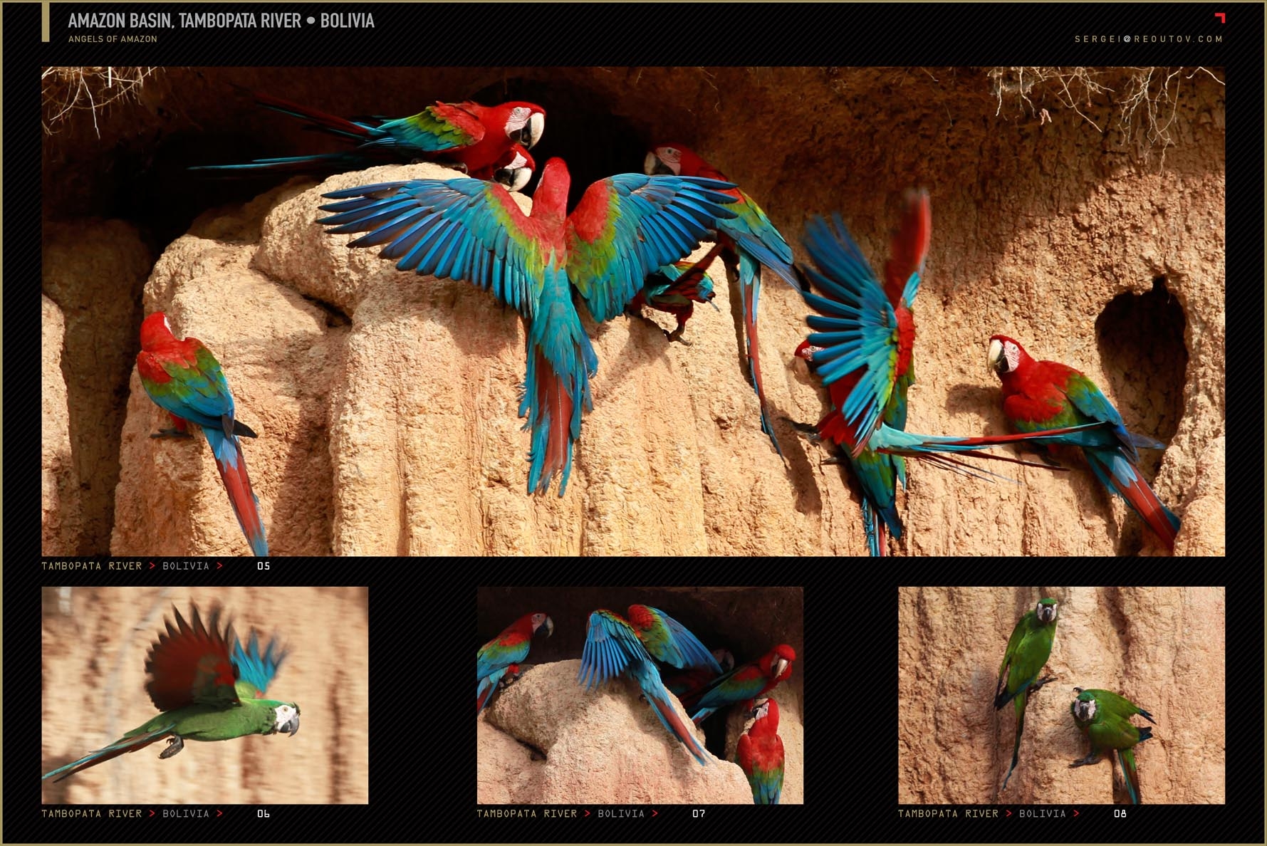 Macaw in Tambopata National Reserve