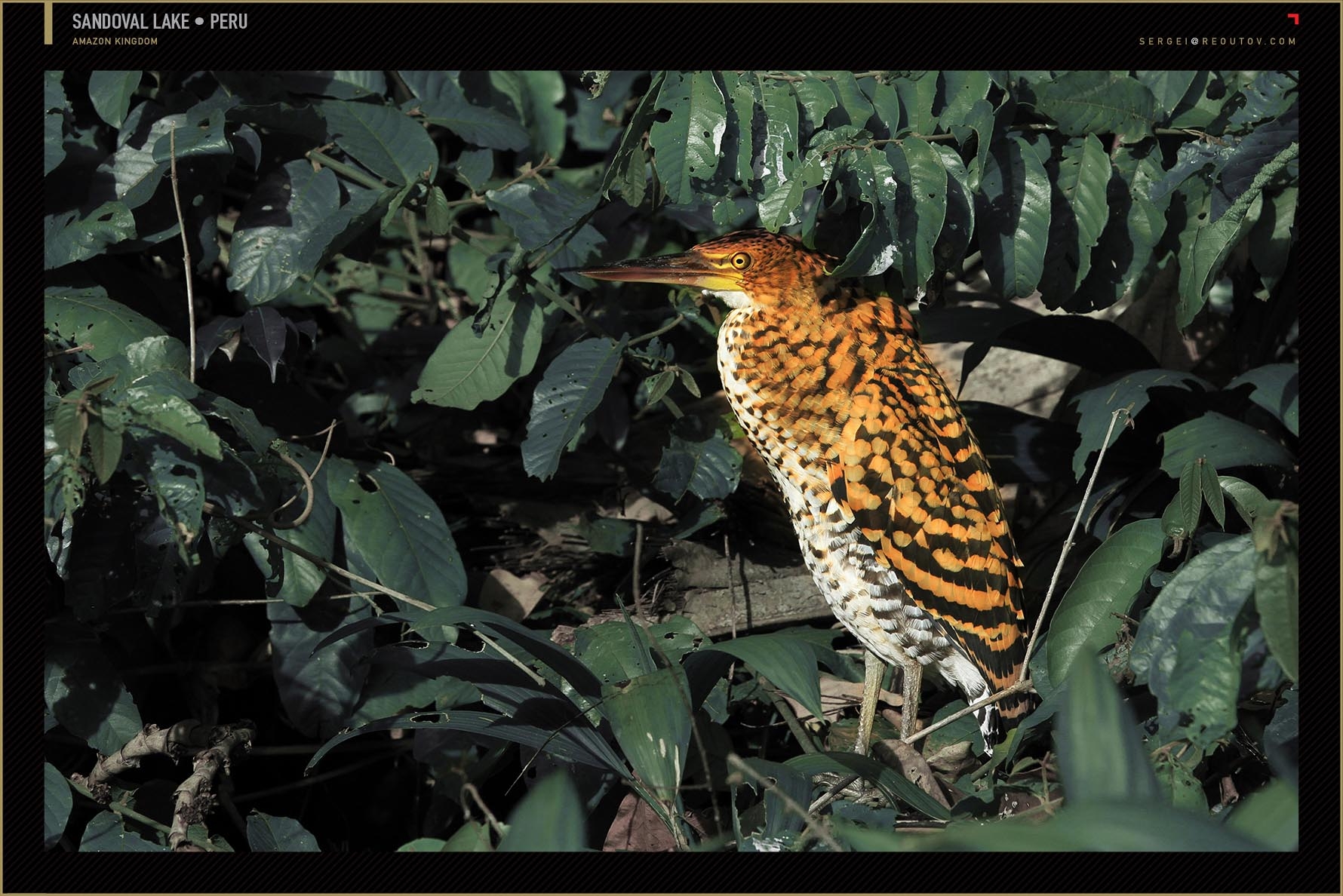 Tiger heron, Amazon