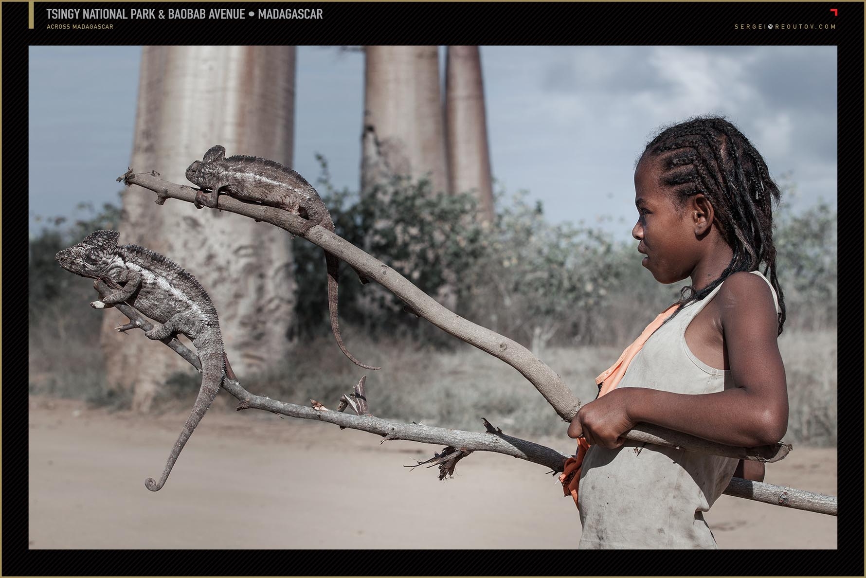 Chameleons in Madagascar