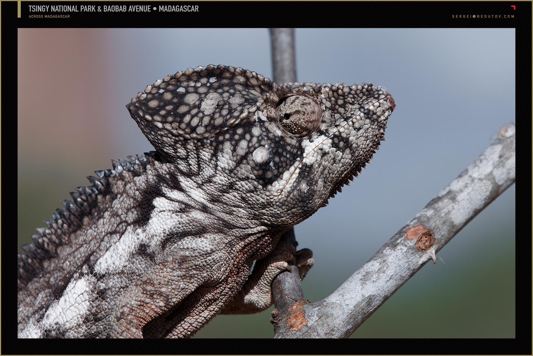 Chameleons in Madagascar