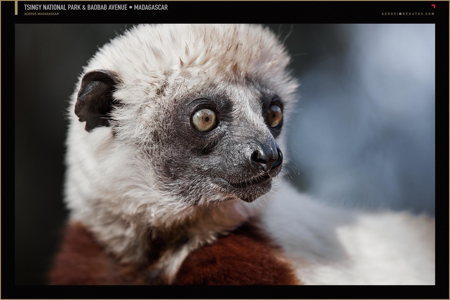 Coquerel's sifaka lemur, Madagascar