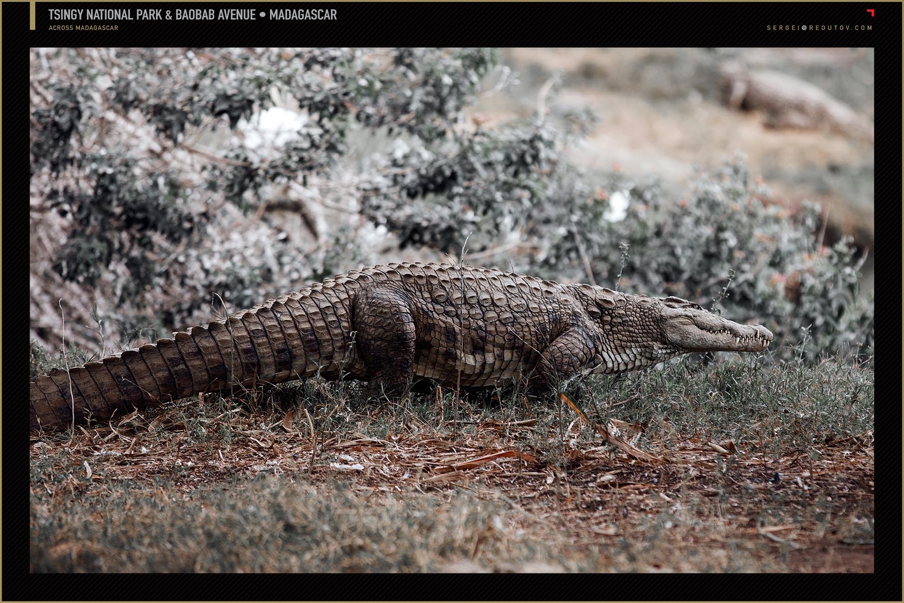 Crocodile farm in Madagascar